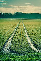 Image showing Green field with tracks