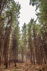 Image showing Pine forest in autumn