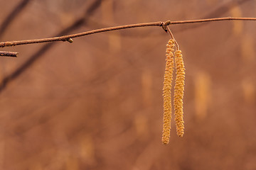 Image showing Autumn fruit in the forest