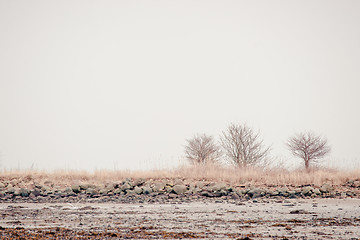 Image showing Trees in winter scenery