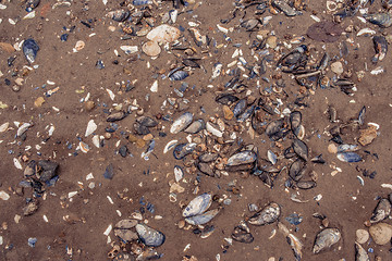 Image showing Clam shells in the sand