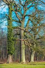 Image showing Tree with climbing ivy