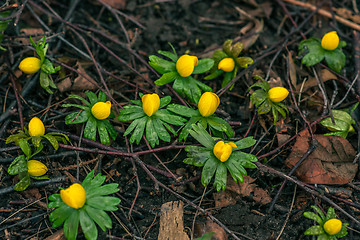 Image showing Yellow eranthis in a garden