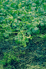 Image showing Cabbage on a field