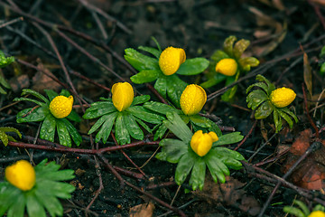 Image showing Eranthis flowers in the spring