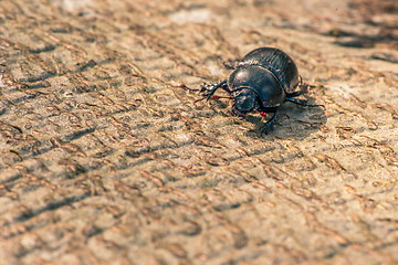 Image showing Black beetle on wood