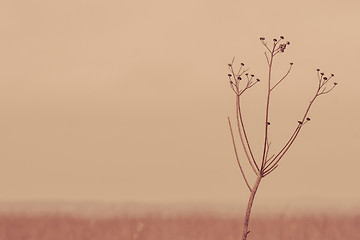 Image showing Withered flower in autumn