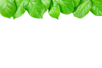 Image showing Green leaves on white background