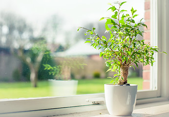 Image showing Tree in a window