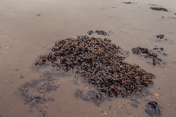 Image showing Seaweed in the water