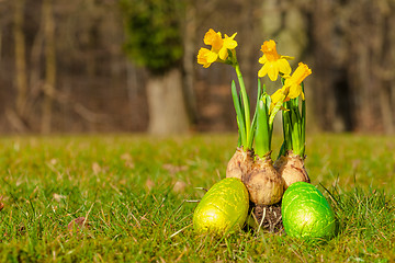 Image showing Daffodil onions with easter eggs