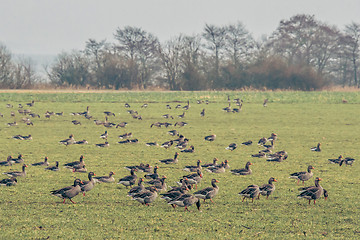 Image showing Wild geese on a filed
