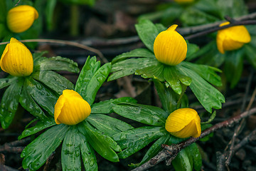 Image showing Eranthis flowers in the nature