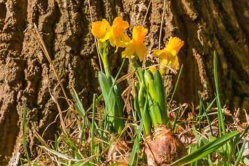 Image showing Daffodil onion in a forest