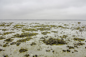Image showing Seaweed on a shore