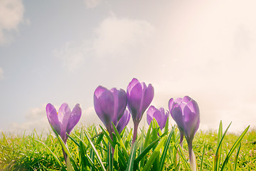 Image showing Crocus flowers on a meadow