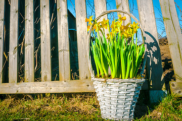 Image showing Daffodils in a braided basket