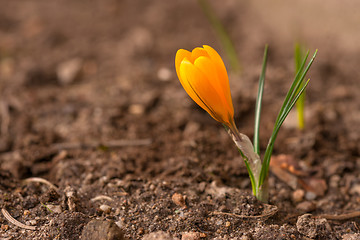 Image showing Crocus flower in soil