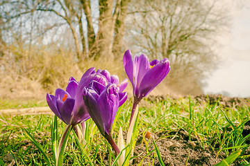 Image showing Crocus flower in a park