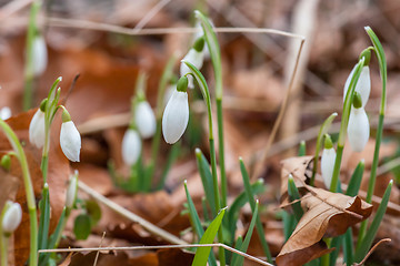 Image showing Snowdrop flowers in a forest