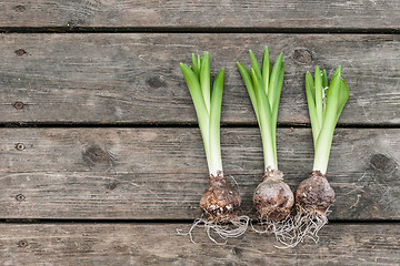 Image showing Onions on a wooden table