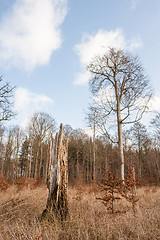 Image showing Forest with tall trees