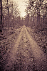 Image showing Road in a forest