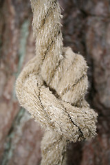 Image showing Knot