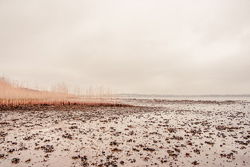 Image showing Seaweed on a beach