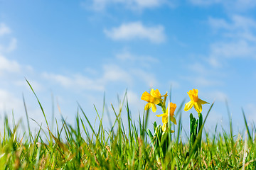 Image showing Daffodils on a green field