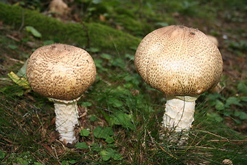 Image showing Mushroom