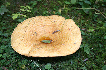 Image showing Woolly Milk Cap Lactarius torminosus