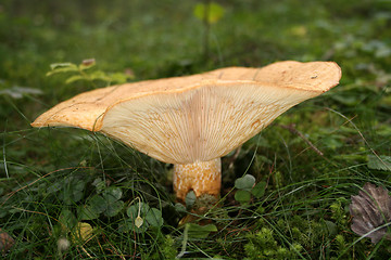 Image showing Woolly Milk Cap Lactarius torminosus