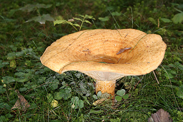 Image showing Woolly Milk Cap Lactarius torminosus