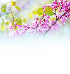 Image showing pink flowers 