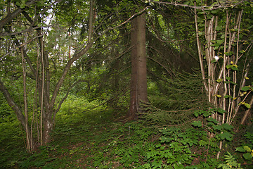 Image showing Forest landscape