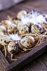 Image showing quail eggs