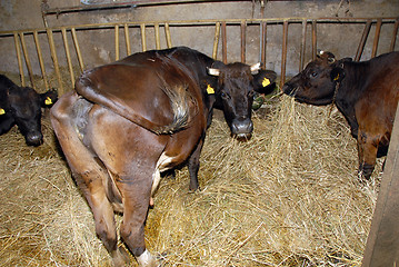 Image showing cows