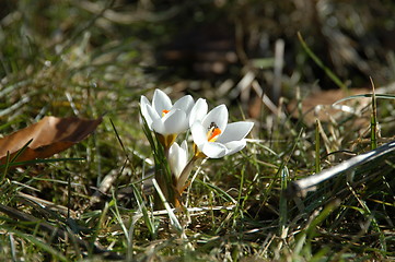 Image showing Crocus