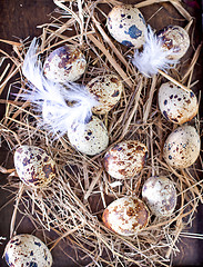 Image showing quail eggs