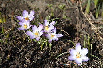 Image showing Crocus