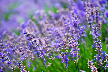 Image showing lavender