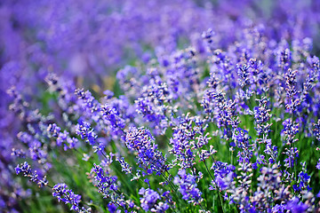 Image showing lavender