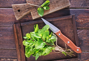 Image showing fresh mint