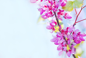 Image showing pink flowers 