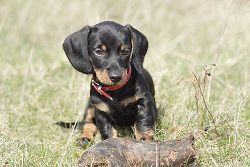 Image showing Little cute dog