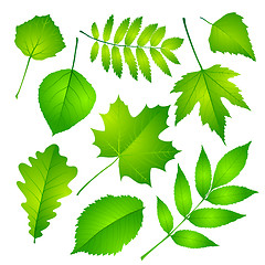 Image showing Green leaves set. Vector illustration Eps 10.