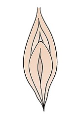 Image showing female vagina