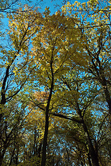 Image showing forest trees