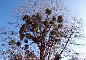 Image showing poplar tree